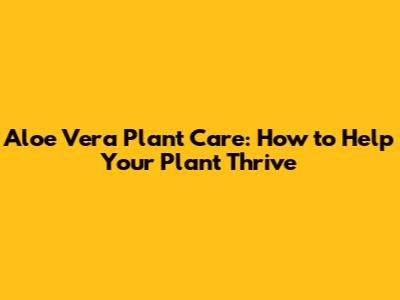 Aloe Vera Plant Care: How to Help Your Plant Thrive
