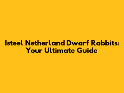 Isteel Netherland Dwarf Rabbits: Your Ultimate Guide
